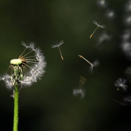 SEED of AMBITION