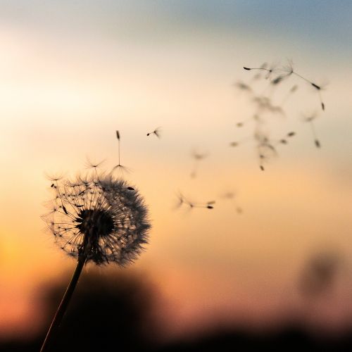 seeds-of-faith